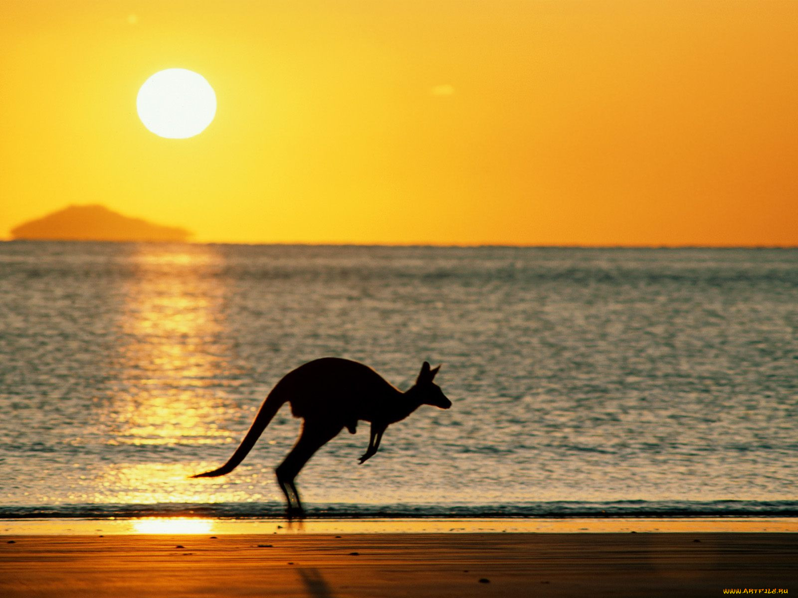 taking, joey, home, australia, , 